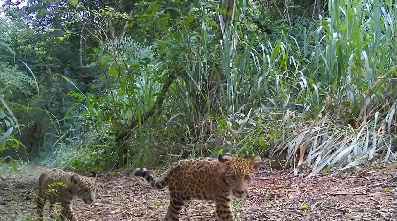 Urbia+Cataratas amplia parceria com o Projeto Onças do Iguaçu e oficializa nome de novo filhote no Parque Nacional
