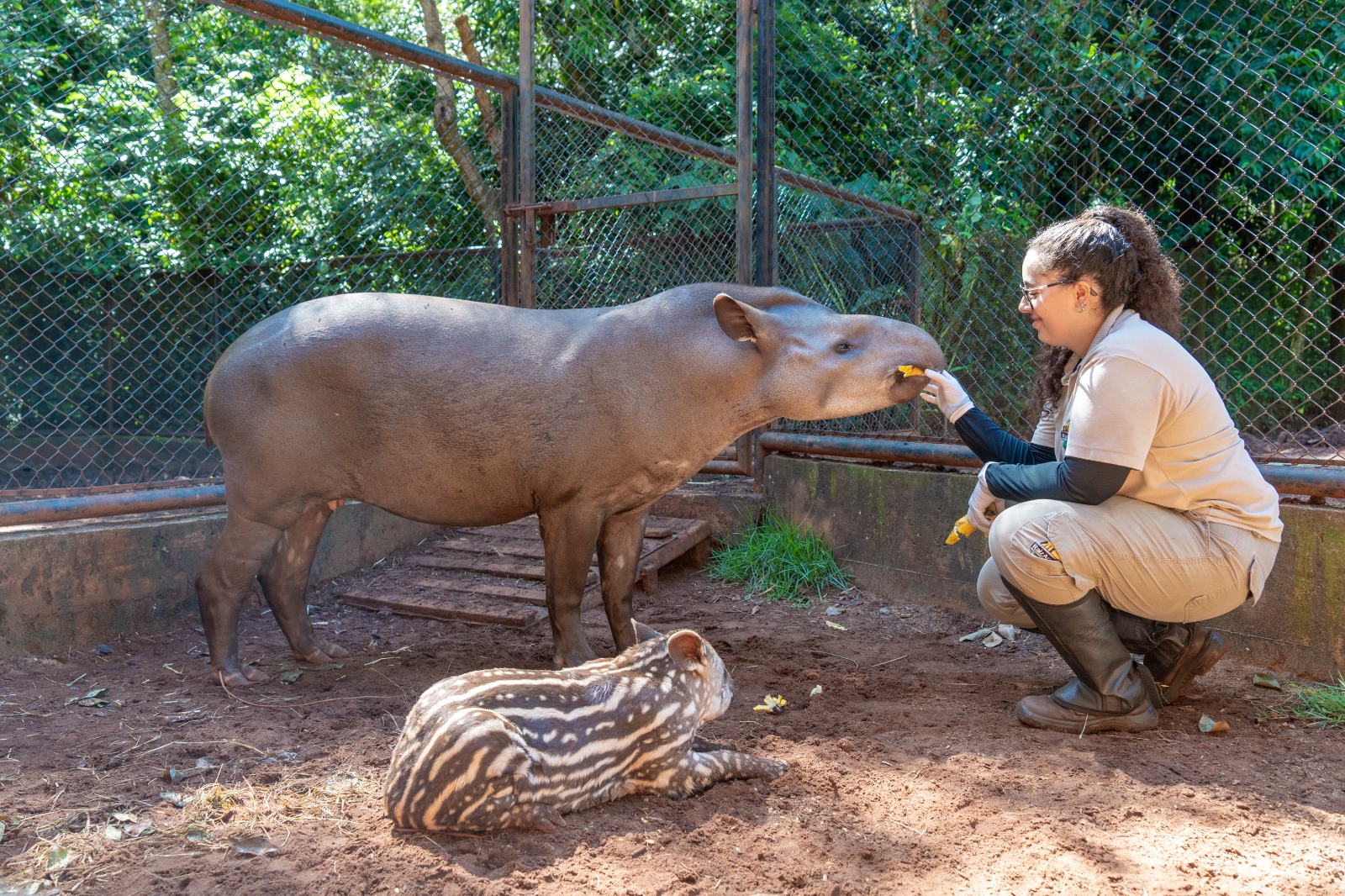 Anta e veado-bororó são os primeiros nascimentos do Refúgio Biológico da Itaipu em 2026
