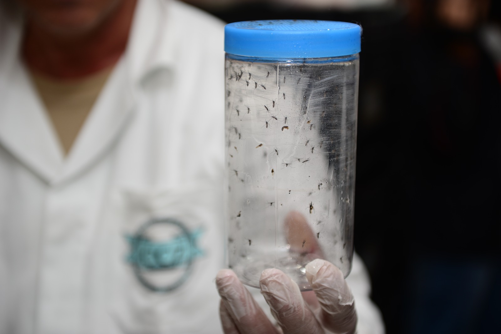 Mosquitos com bactéria Wolbachia começam a ser liberados em Foz do Iguaçu para combater a dengue