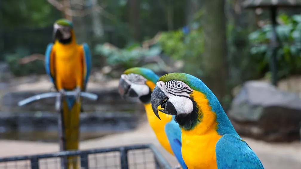 Parque das Aves: Santuário de Espécies Raras da Mata Atlântica